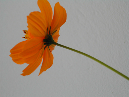fleur-orange.jpg