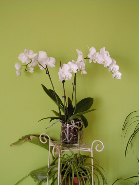 orchidees1.jpg
