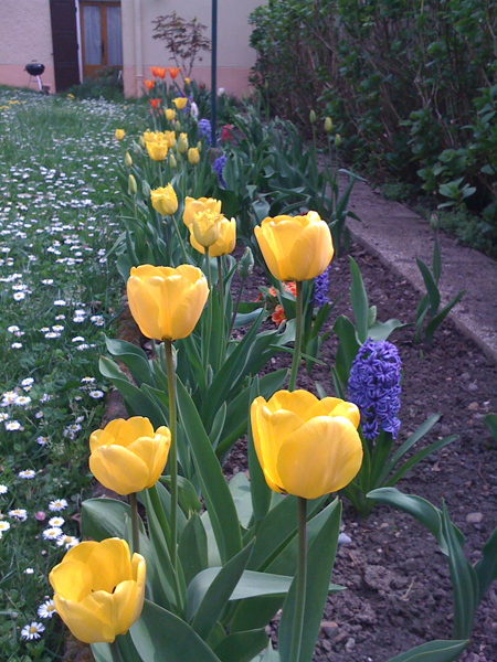 pers-tulipes.jpg