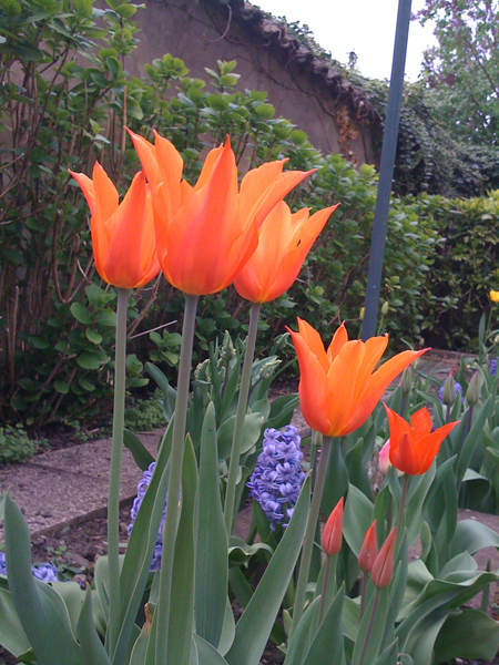 tulipes-oranges.jpg